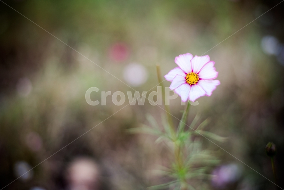 꽃,코스모스,꽃사진,가을,가을사진,핑크,분홍,스냅,snap,식물,자연,plants,nature,꽃,flower