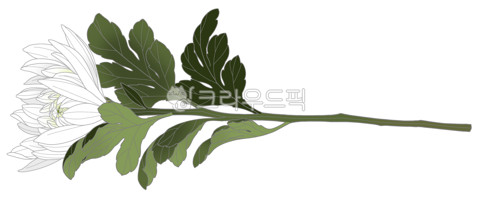 국화,흰국화,국화꽃,장례식,장례,초상,상가,빈소,죽음,고인,슬픔,조의,조문,추모,애도,추도,명복,근조,꽃,flower,chrysanthemum,꽃일러스트,국화일러스트,흰국화일러스트,국화꽃일러스트