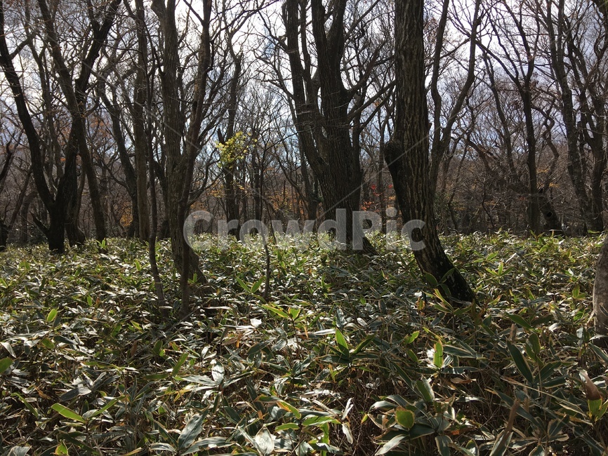 제주,한라산,가을,나무,산림