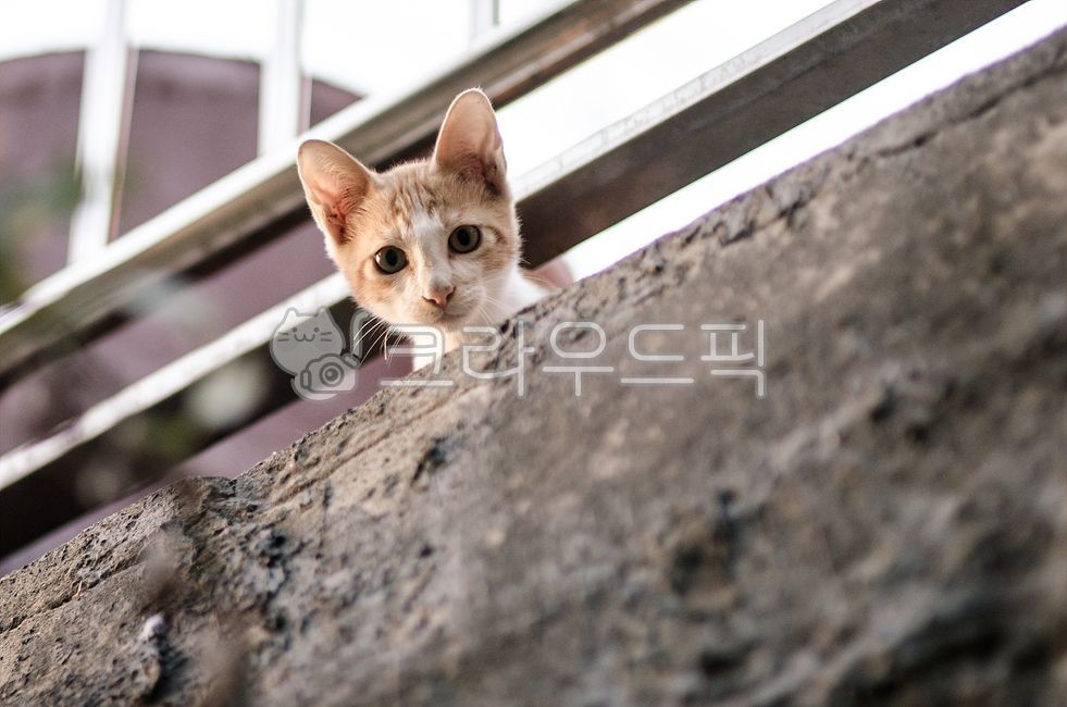 head,kitten,peep,cat,animal