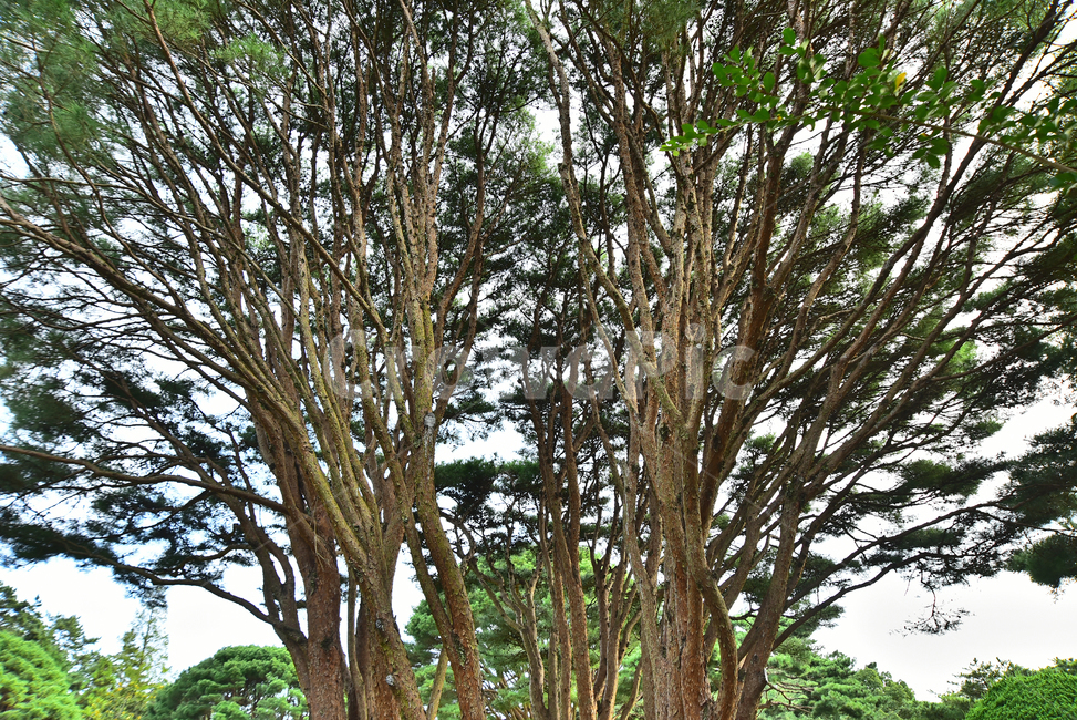 소나무,반송,줄기,자연,배경,풍경,바탕,백그라운드,tree,나무,나무줄기,plant,식물,토종,우리것,칩엽수,고목,파인트리,pinetree,자연경관,수목,식물,자연,plants,nature,나무,trees,wood