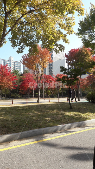 가을,도시,단풍,계절,나무,가을,계절,fall,autumn,season,자연,풍경,nature,landscape,plant,식물,tree