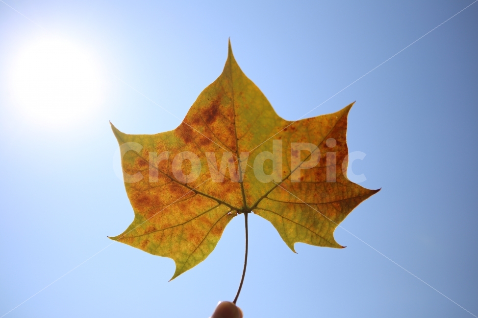 낙옆,가을,나뭇잎,하늘,배경,가을,계절,fall,autumn,season,식물,자연,plants,nature,감성,sensible,feeling,leaf,잎,plant,tree,나무
