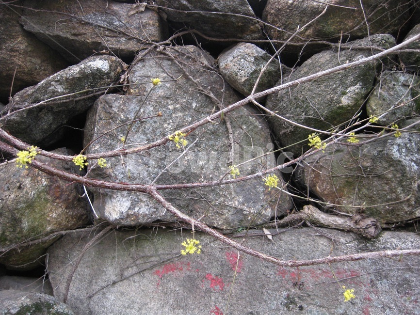 봄,봄꽃,꽃,yellow,노랑,산수유,산수유꽃,꽃송이,돌,나무,돌담,구례
