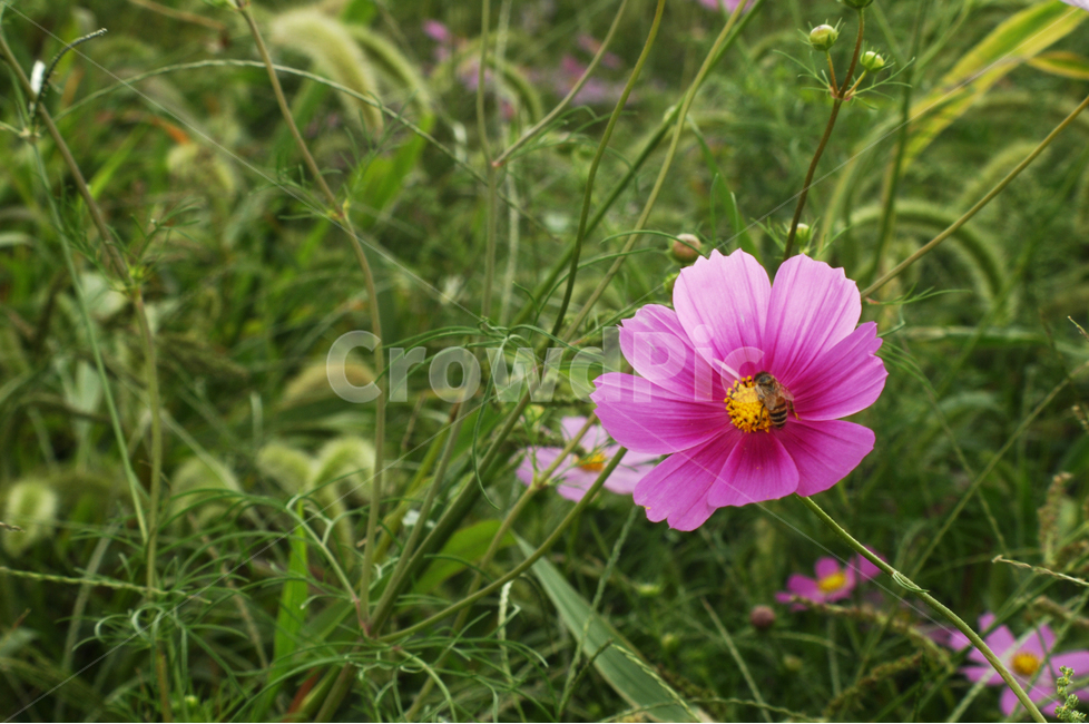 자연,식물,코스모스,가을,꽃,가을,계절,fall,autumn,season,식물,자연,plants,nature,꽃,flower,plant,blossom,geranium,제라늄,petal,꽃잎