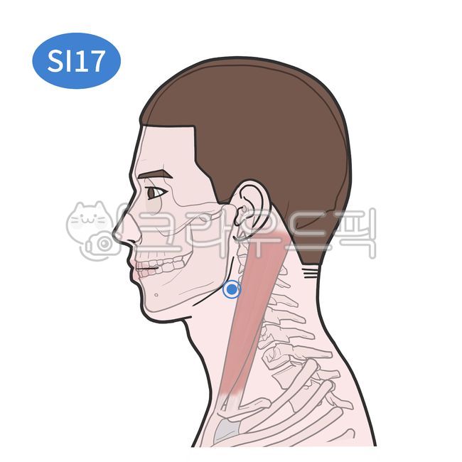 경혈, 혈자리, 한의학, acupoint, 경혈학, 사진,이미지,일러스트,캘리그라피 - Nchuccida작가