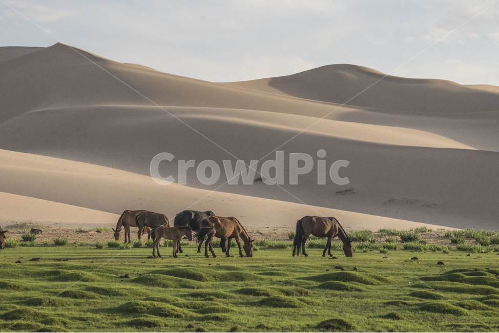 몽골,사막,모래언덕,말,모래사막,고비사막,풍경,자연,풍경,nature,landscape,해외,외국,세계,foreign,oversea,world,세계자연풍경,해외자연풍경,외국자연풍경,world nature landscape,동물,animal,포유류,mammal,soil,흙,sand,모래,outdoors,옥외,dune,모래 언덕