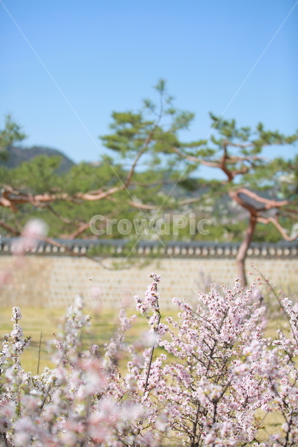 벚꽃,꽃,새싹,봄,벚꽃놀이,하늘,분홍색,분홍색꽃,캐논,5dmark3,봄,계절,spring,season,식물,자연,plants,nature,꽃,flower,plant