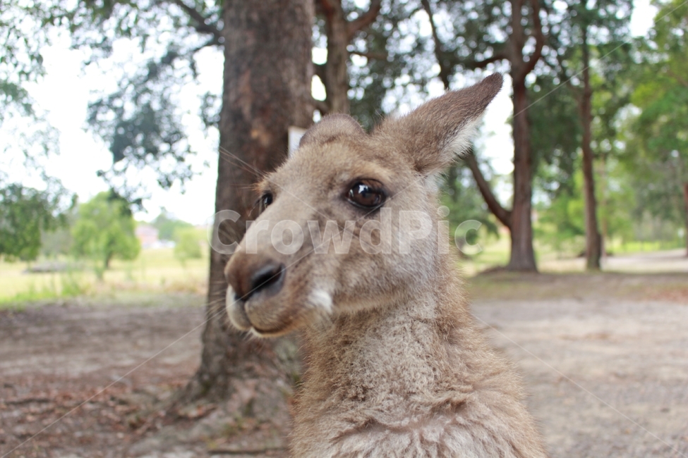 캥거루,kangaroo,모리셋,귀여운,moriset,동물,animal,포유류,mammal