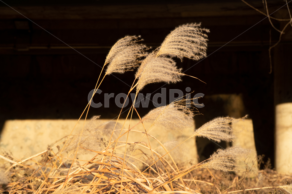 plant,식물,grass,lawn,잔디,갈대,reed