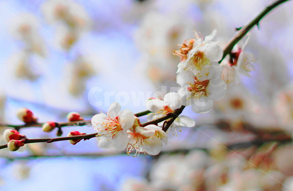 봄,광양매화축제,매화꽃,꽃,봄꽃,봄바람,꽃접사