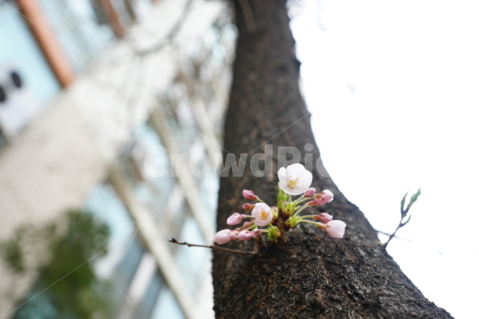 꽃,봄,봄꽃,벚꽃,화이트,감성사진,계절,나무,플라워,봄날,봄철,풍경사진,봄,계절,spring,season,식물,자연,plants,nature,꽃,flower,plant