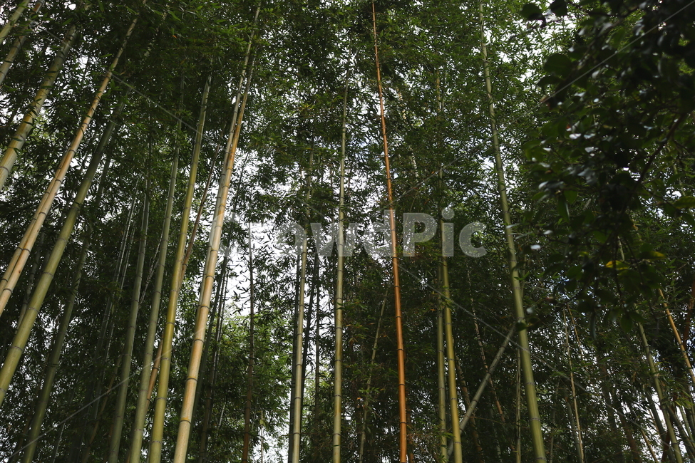 대나무,나무,식물,자연,벼과,풍경,단자엽식물,죽림,대나무숲,숲,나무,trees,wood