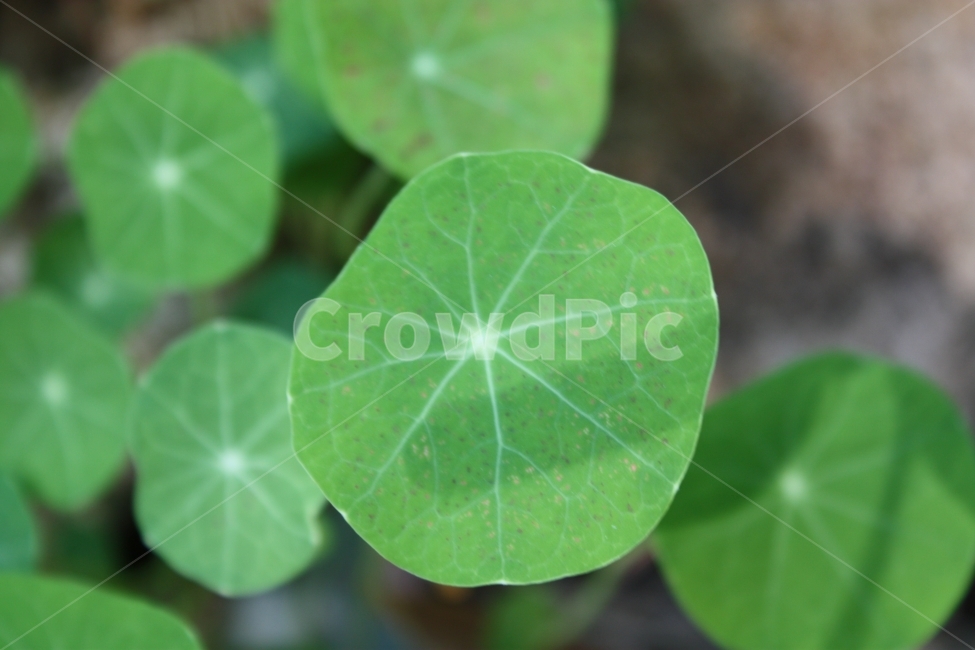 식물,잎,잎사귀,줄기,정원,화초,식물,자연,plants,nature