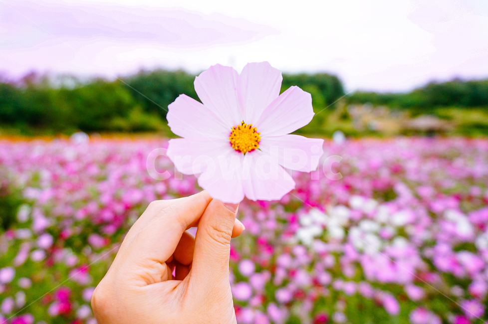 코스모스,꽃,분홍꽃,cosmos,pinkflower,flower