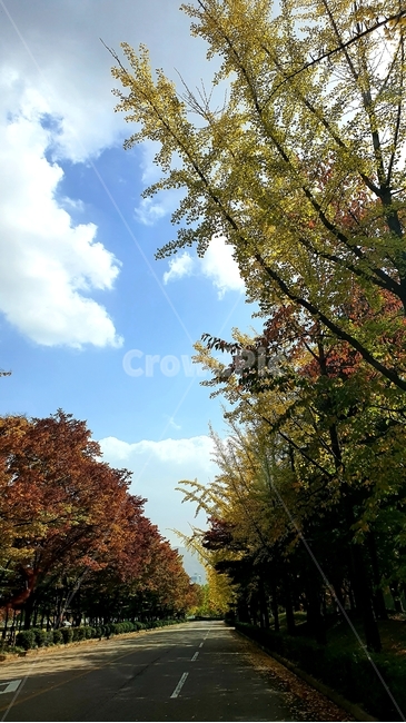 도로,나무,단풍,가을,산림,숲속,가을하늘,tree,plant,식물,가을,계절,fall,autumn,season,자연,풍경,nature,landscape
