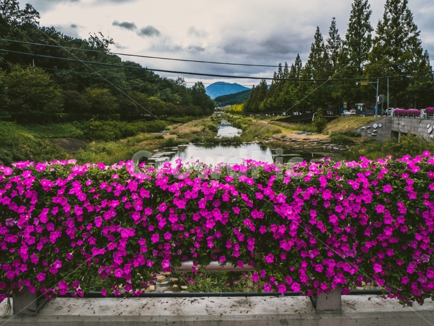강,풀,나무,산,꽃,자연,풍경,nature,landscape,한국자연풍경,한국자연경관,korea nature landscape,plant,식물,flower,geranium,제라늄,blossom