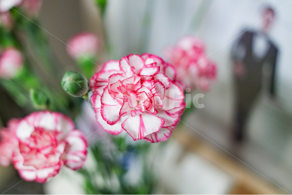 카네이션,꽃,어버이날,봄,화사한,플라워,꽃,flower,가족,패밀리,family,기념일,축하,anniversary,congratulation,celebrate,celebration,교육,학교,공부,education,learning,study,school