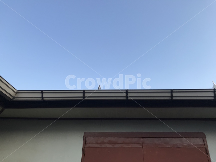 제비,새,아기새,시골,하늘,bird,babybird,country,coutryside,sky