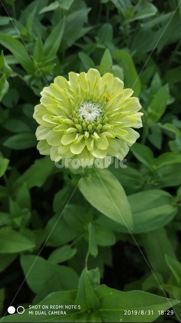 백일홍,plant,식물,연두,연두색꽃,꽃