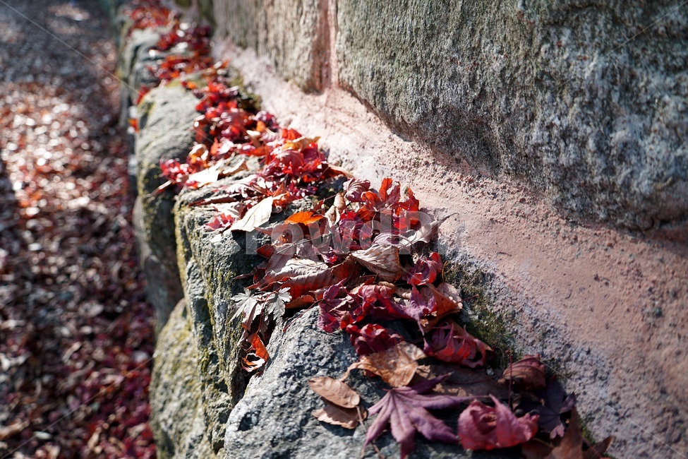 단풍,단풍놀이,가을,낙엽,가을산,힐링,가을,계절,fall,autumn,season,plant,식물,leaf,잎,tree,나무