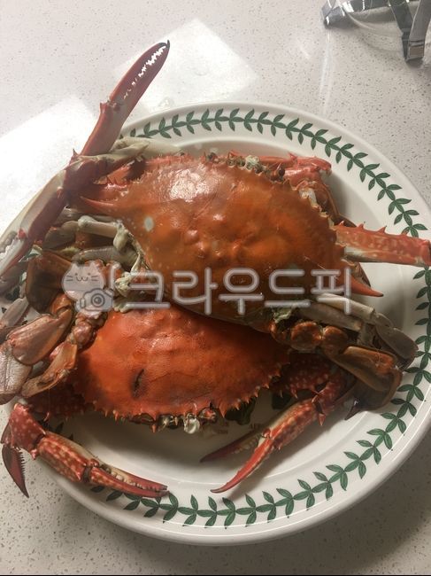 꽃게,갑각류,가을꽃게,암꽃게,숫꽃개