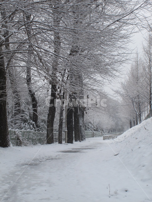 설경,눈,눈온풍경,쌓인눈,눈사진,양재시민의숲,겨울,나무,눈꽃,snow,winter,forest,tree,길,way,눈길,G10,canonG10,캐논G10,canon,캐논,겨울,계절,winter,season,자연,풍경,nature,landscape,식물,plants,나무,trees,wood,outdoors,옥외