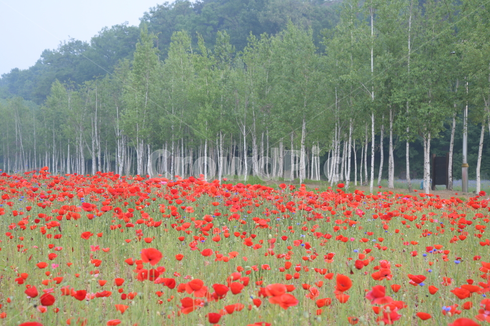 plant,식물,나무,공원,양귀비,자작나무,아침,자연,풍경,nature,landscape