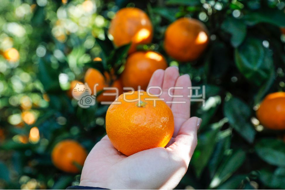 감귤,귤,과일,제주,감귤농장,제주감귤,감귤나무,fruit,jejumandarin,음식,간식,식품,자연,사람손,주렁주렁,맛있는,새콤한,달콤한