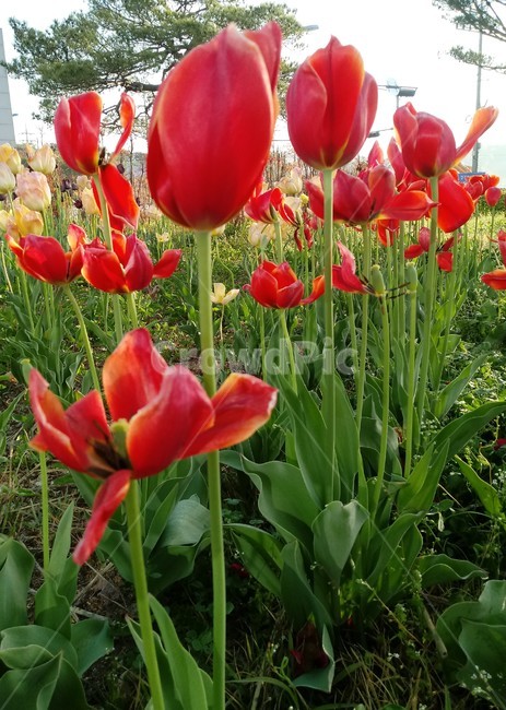 튤립,tulip,백합과,식물,꽃,구근초,여러해살이화초