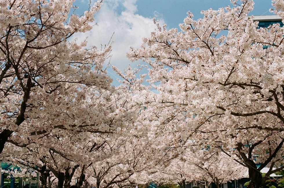 벚꽃,봄,나무,풍경,자연,cherryblossom,spring,tree,nature,landscape,하늘,구름,필름카메라,아날로그,필름,감성,film,analogue,felling,봄,계절,spring,season,자연,풍경,nature,landscape,plant,식물,flower,꽃,blossom