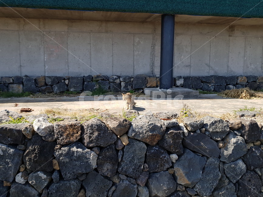 wall,벽,rubble,파편,고양이
