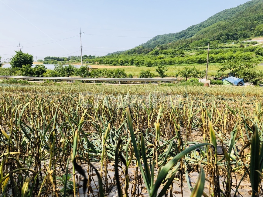 밭농사,농사,마늘밭,마늘몽사,시골,시골,마을,풍경,landscape,country,rural,town