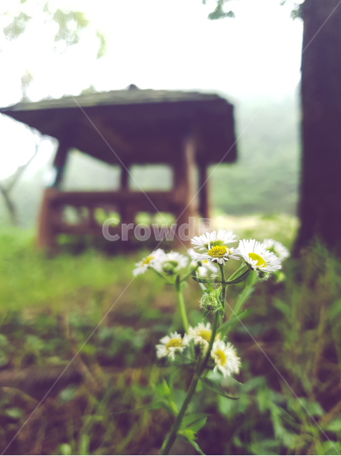 plant,식물,자연,정자,꽃,감성,감성사진,자연사진,꽃사진,스냅샷,힐링,휴식,비
