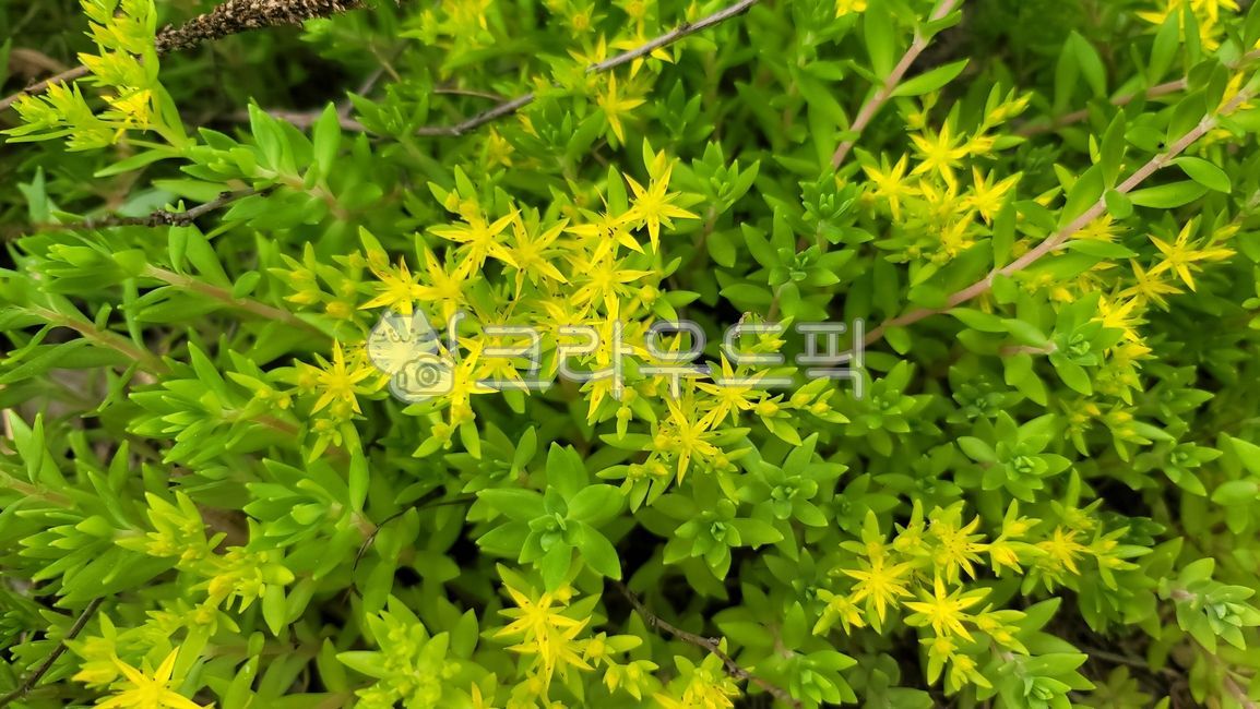 seasonal,vegetation,sedum flower,summer,herbs,spring,leaves,herb,macro,green,natural,nature,texture,tree,sedum,abstract,leaf,branches,flower,moss,closeup,plant,garden,fresh