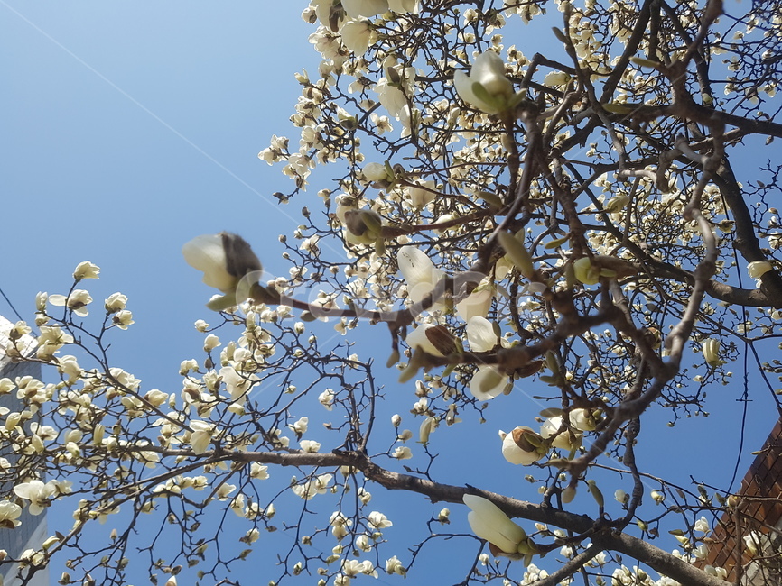 봄,spring,꽃,flower,목련,목련꽃,봄,계절,spring,season,식물,자연,plants,nature,꽃,flower