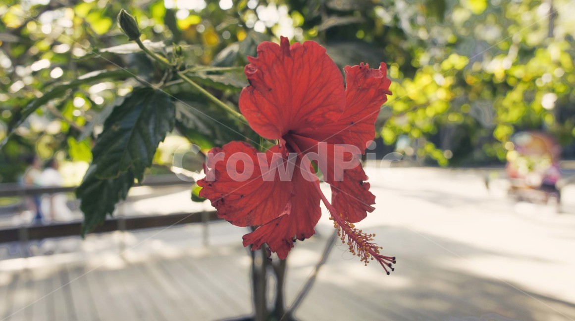 자연,꽃,고화질,근접촬영,붉은꽃,식물,자연,plants,nature,꽃,flower