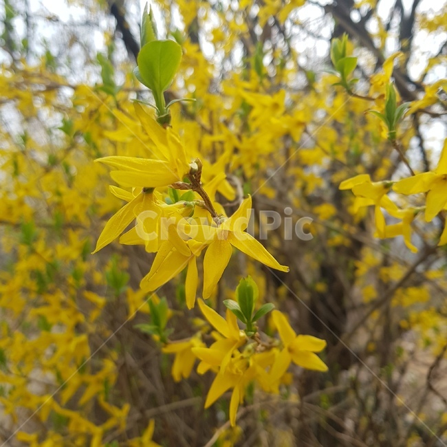 봄,개나리,꽃,자연,식물,노란,노랑,노란색,봄,계절,spring,season,식물,자연,plants,nature,꽃,flower,plant,leaf,잎,tree,나무