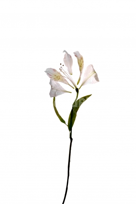 꽃,누끼,flower,실루엣,silhouette,식물,자연,plants,nature,꽃,flower,누끼,remove background