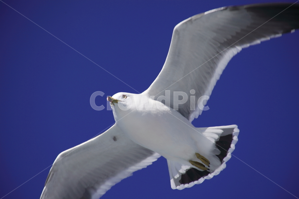 갈매기,바다새,대형조류,commongull,mewgull,laruscrassirostris,괭이갈매기,동물,animal,조류,새,birds