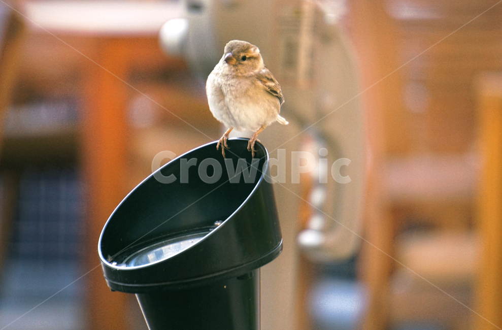 새,참새,두바이,동물,자연,귀여움,bird,animal,sparrow,dubai,nature,cute,동물,animal,조류,새,birds