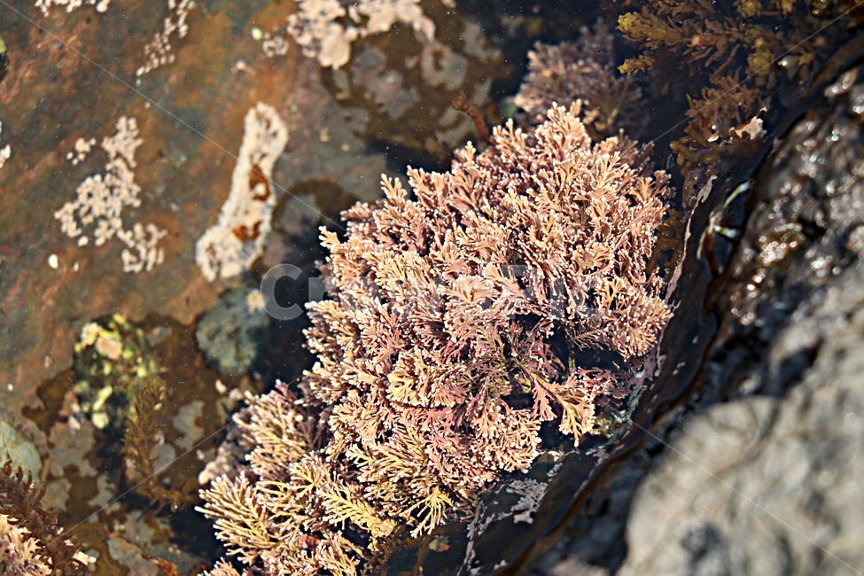 nature,자연,outdoors,옥외,해양생물,대양,ocean,water,물,바다,sea,plant,식물