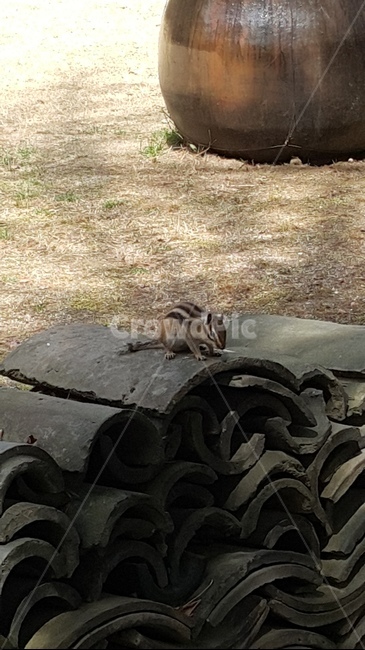 다람쥐,칠성모,절,가을,도토리,기와,동물,동물,animal,포유류,mammal