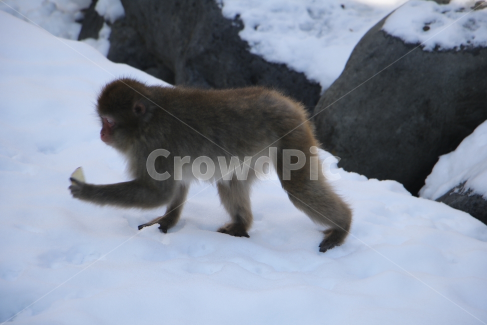 원숭이,동물,눈밭,눈,짐승,monkey,닛코,일본,여행,포유류,야외,animal,영장류,겨울,계절,winter,season,동물,animal,포유류,mammal
