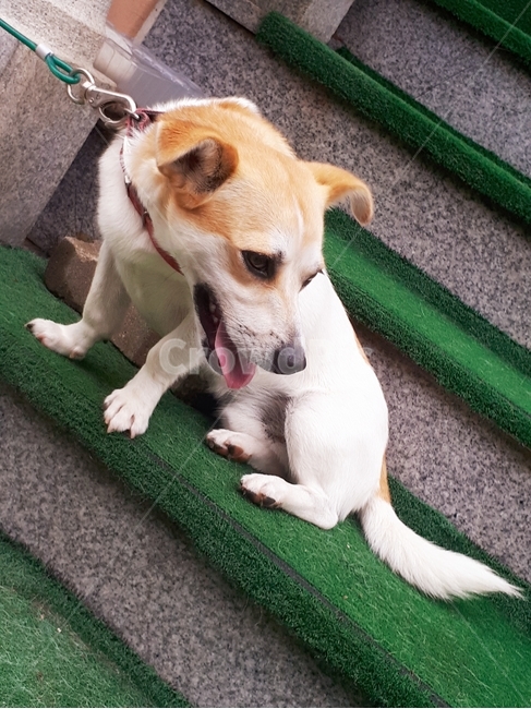 개,인조잔디,계단,목줄,혀,앉아있는개,동물,animal,포유류,mammal,개,강아지,dog,doggy