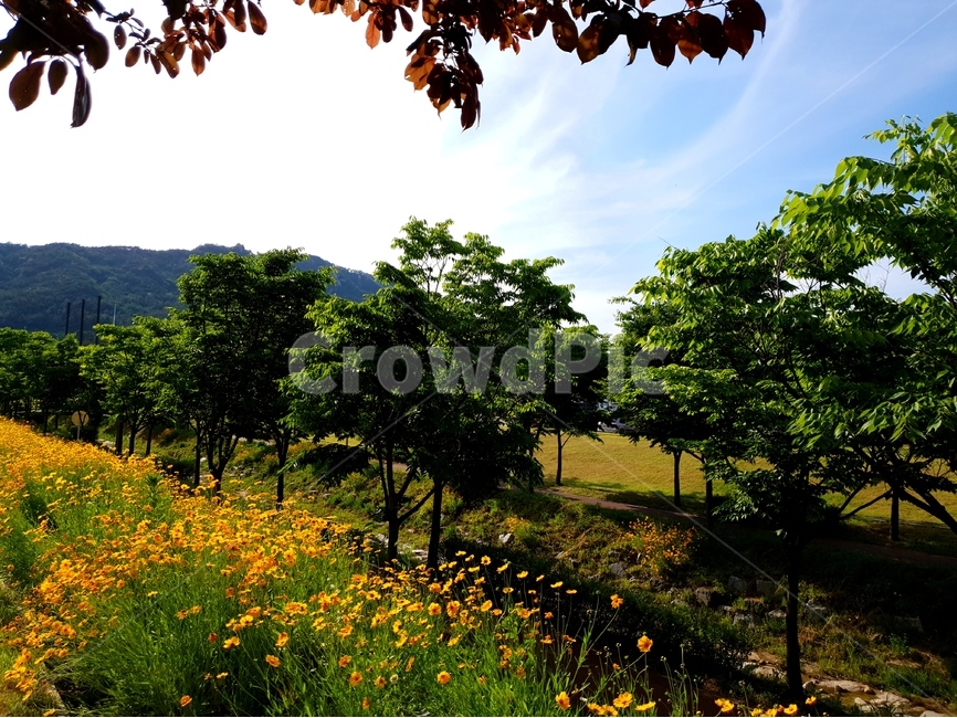 금계국,봄,풍경,노랑,파랑하늘,햇빛,봄,계절,spring,season,자연,풍경,nature,landscape,식물,plants,꽃,flower,나무,trees,wood,outdoors,옥외,grassland,목초지,field,들