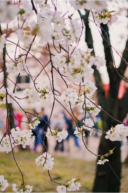 봄,벚꽃,cherryblossoms,사쿠라,spring,flower,nature,season,꽃,감성사진,감성,계절,체리블라썸,벚꽃나무,핑크,봄꽃,봄,계절,spring,season,식물,자연,plants,nature,꽃,flower,감성,sensible,feeling,plant