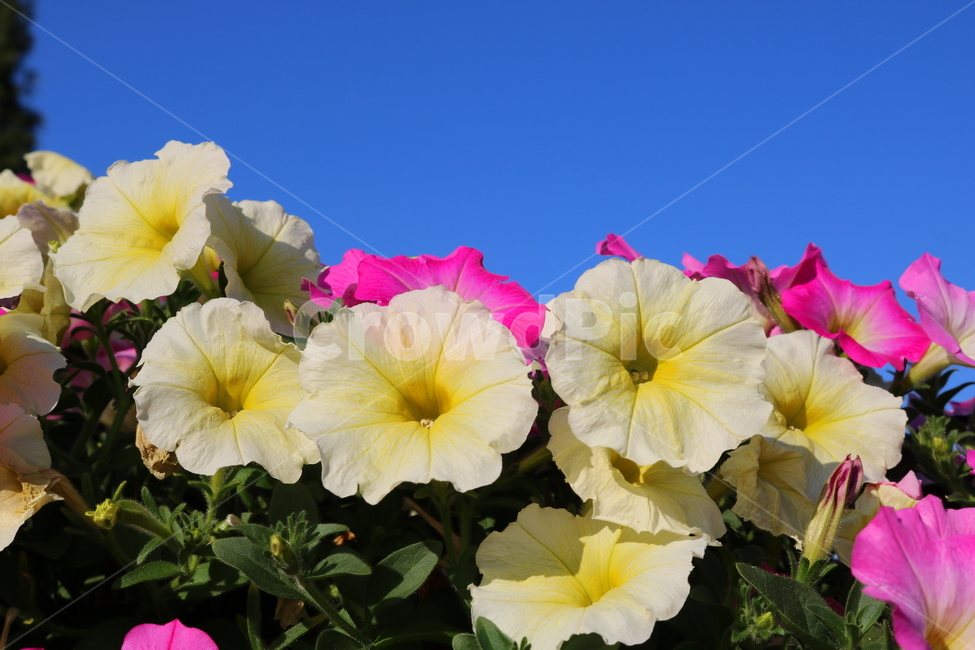 꽃,페튜니아,페튜니아꽃,식물,자연,페츄니아,분홍꽃,식물,자연,plants,nature,꽃,flower