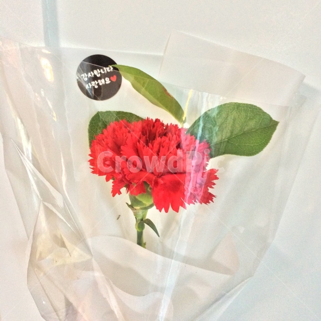 꽃,카네이션,어버이날,스승의날,감사합니다,사랑합니다,표현,카네이션꽃,flower,blossom,식물,plant,감성,꽃,flower,기념일,축하,anniversary,congratulation,celebrate,celebration