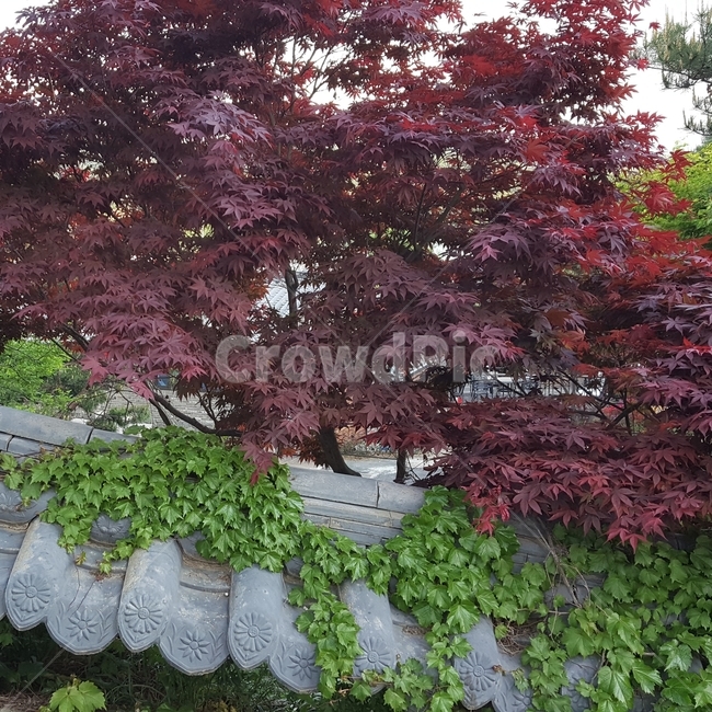 단풍,붉은색,초록,넝쿨,기와,담,기왓장,나무,단풍나무,계절,한국문화,감성,feeling,season,kloreanculture,담장,식물,한국